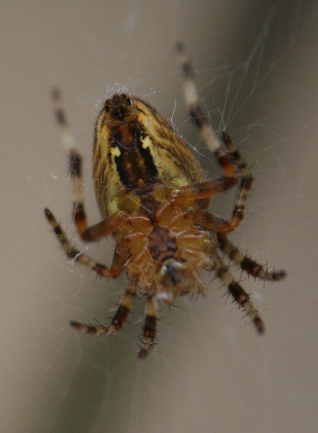 Araneus diadematus - Brettental, Foresta Nera (Badia)